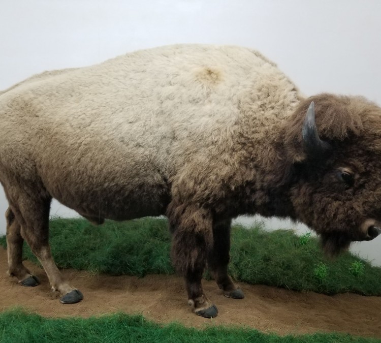 Mammoth Cave Wildlife Museum (Cave&nbspCity,&nbspKY)